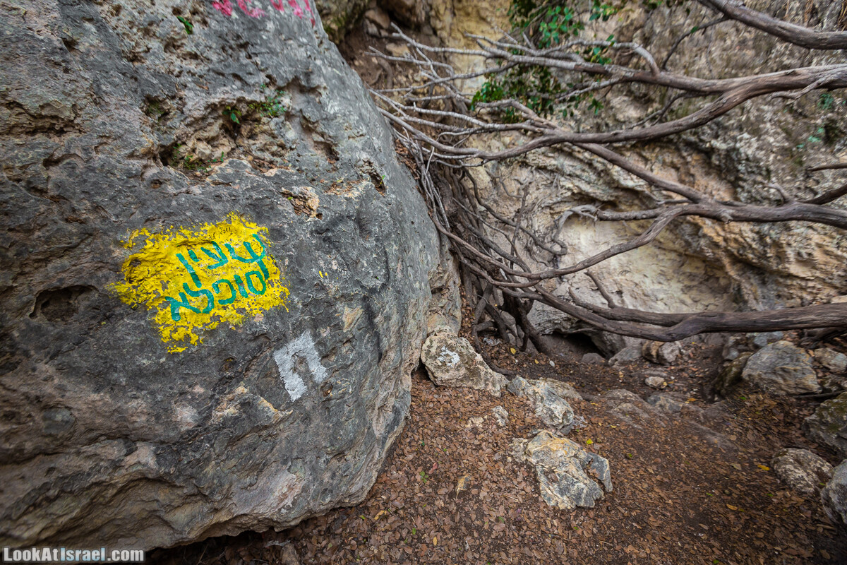 Маршрут по ущельям Метра и Долев. Пещера Теумим (Близнецов ) | Nahal Meara and Dolev, Teumim Cave | נחל מערה ונחל דולב. מערת התאומים | LookAtIsrael.com - Фото путешествия по Израилю