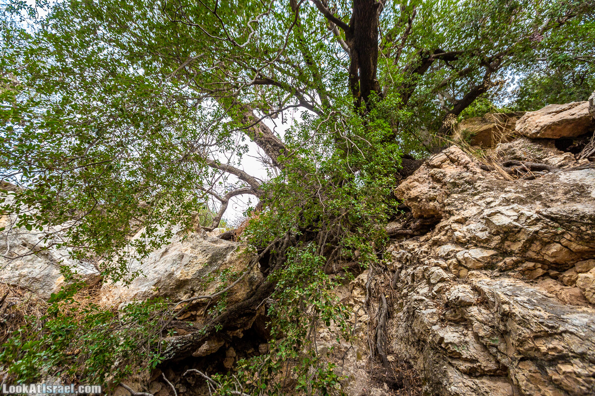 Маршрут по ущельям Метра и Долев. Пещера Теумим (Близнецов ) | Nahal Meara and Dolev, Teumim Cave | נחל מערה ונחל דולב. מערת התאומים | LookAtIsrael.com - Фото путешествия по Израилю