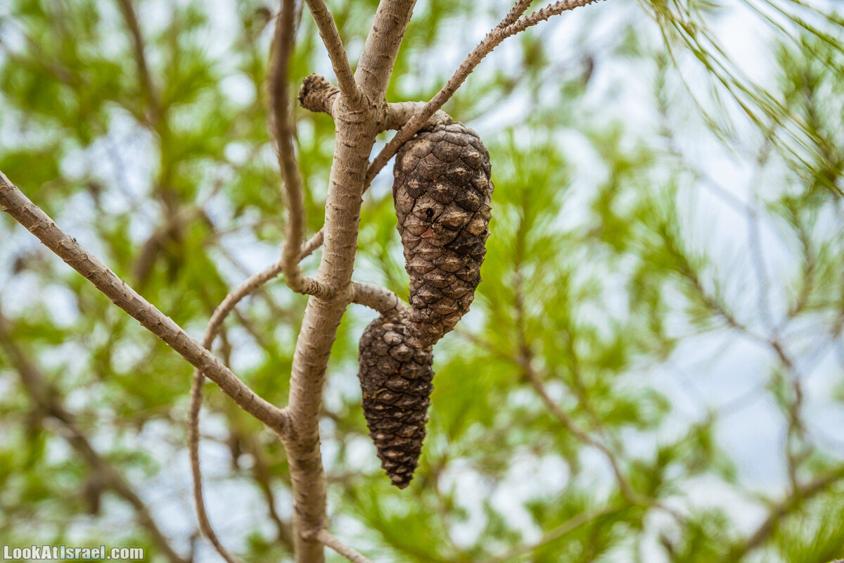 Маршрут по ущельям Метра и Долев. Пещера Теумим (Близнецов ) | Nahal Meara and Dolev, Teumim Cave | נחל מערה ונחל דולב. מערת התאומים | LookAtIsrael.com - Фото путешествия по Израилю