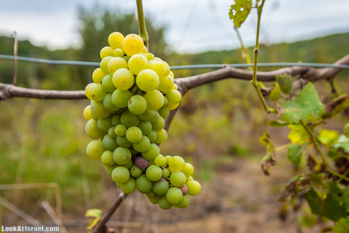 Маршрут по ущельям Метра и Долев. Пещера Теумим (Близнецов ) | Nahal Meara and Dolev, Teumim Cave | נחל מערה ונחל דולב. מערת התאומים | LookAtIsrael.com - Фото путешествия по Израилю