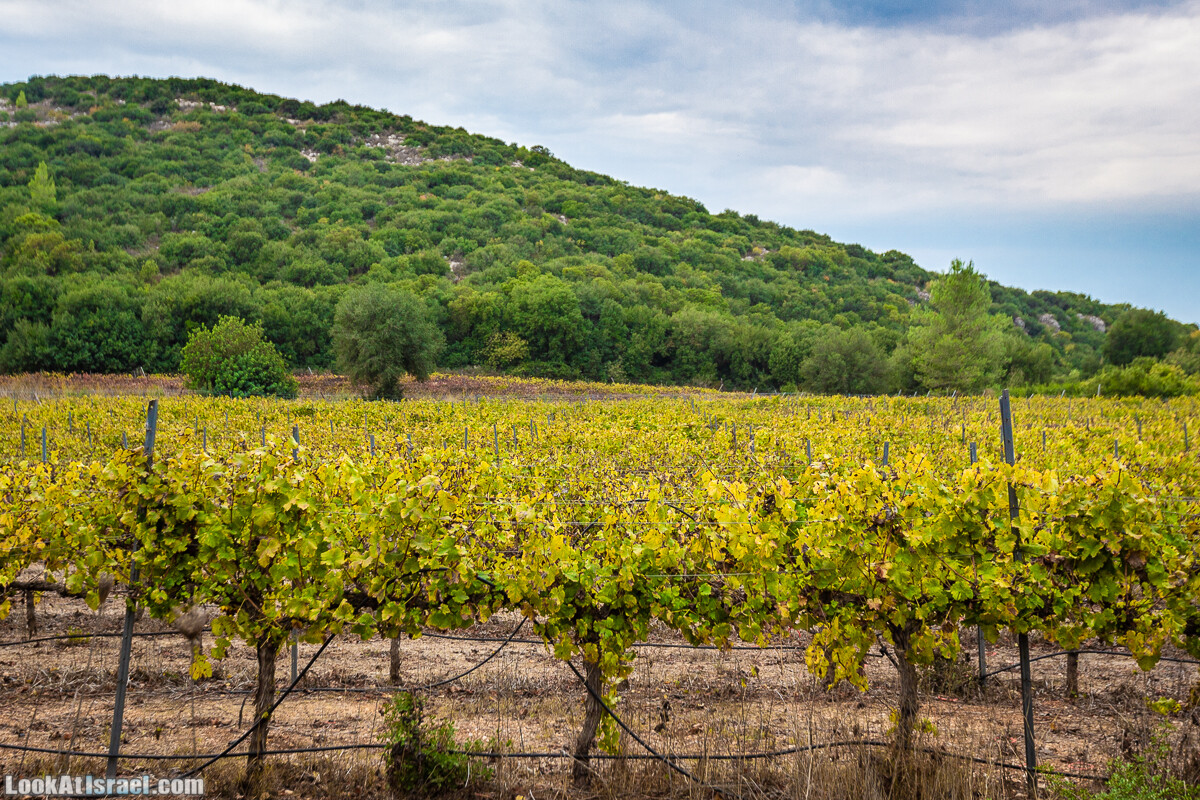 Маршрут по ущельям Метра и Долев. Пещера Теумим (Близнецов ) | Nahal Meara and Dolev, Teumim Cave | נחל מערה ונחל דולב. מערת התאומים | LookAtIsrael.com - Фото путешествия по Израилю