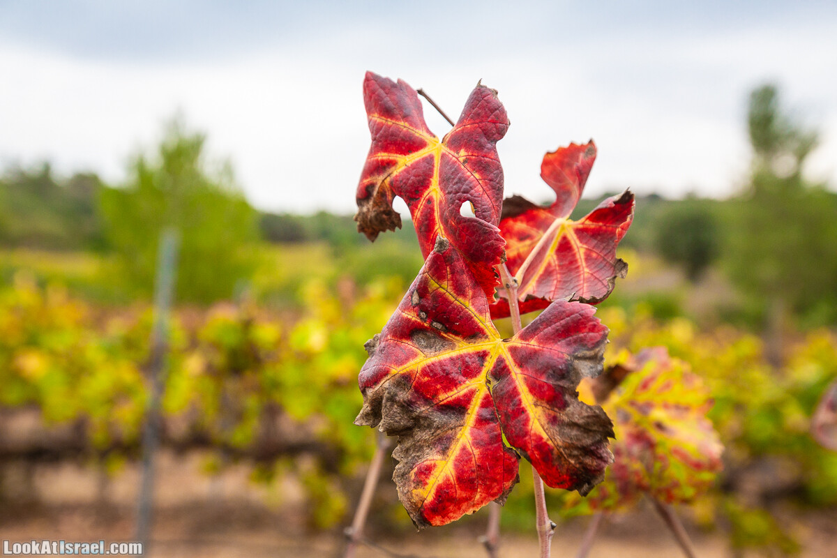 Маршрут по ущельям Метра и Долев. Пещера Теумим (Близнецов ) | Nahal Meara and Dolev, Teumim Cave | נחל מערה ונחל דולב. מערת התאומים | LookAtIsrael.com - Фото путешествия по Израилю