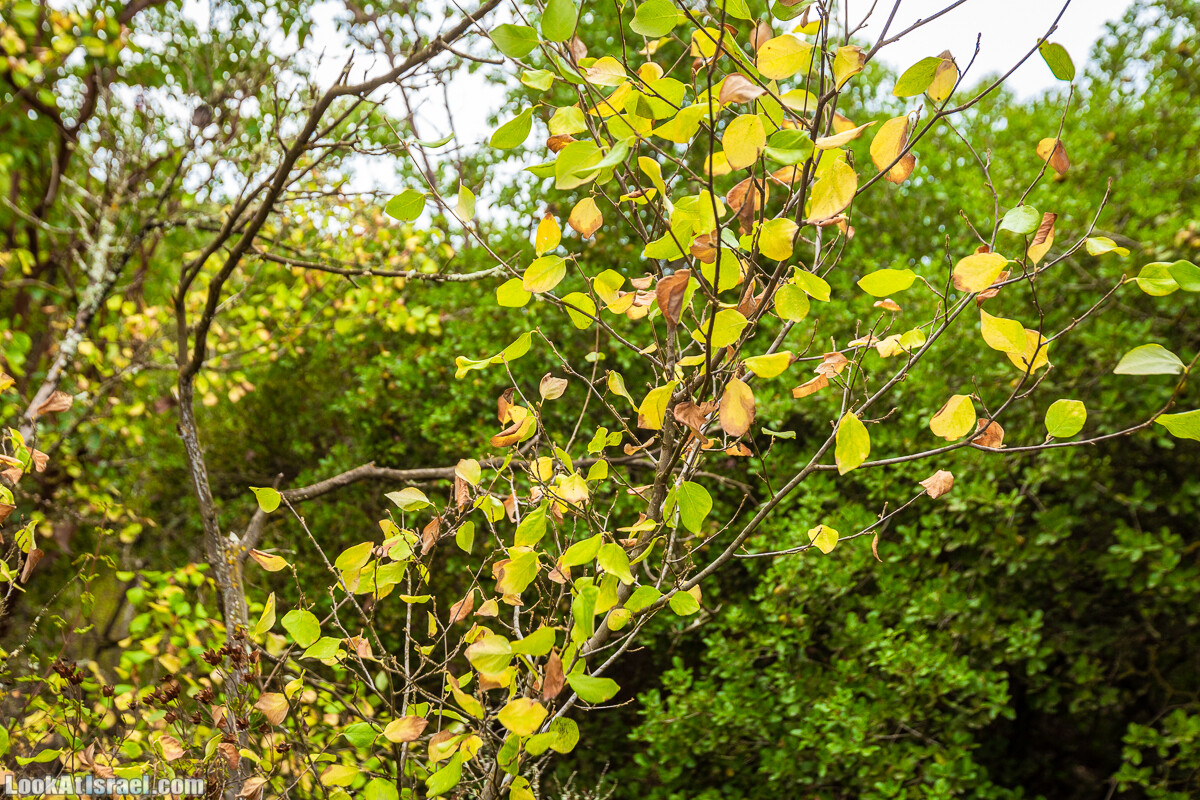 Маршрут по ущельям Метра и Долев. Пещера Теумим (Близнецов ) | Nahal Meara and Dolev, Teumim Cave | נחל מערה ונחל דולב. מערת התאומים | LookAtIsrael.com - Фото путешествия по Израилю