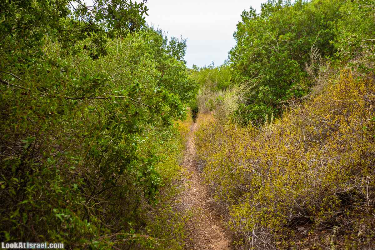 Маршрут по ущельям Метра и Долев. Пещера Теумим (Близнецов ) | Nahal Meara and Dolev, Teumim Cave | נחל מערה ונחל דולב. מערת התאומים | LookAtIsrael.com - Фото путешествия по Израилю
