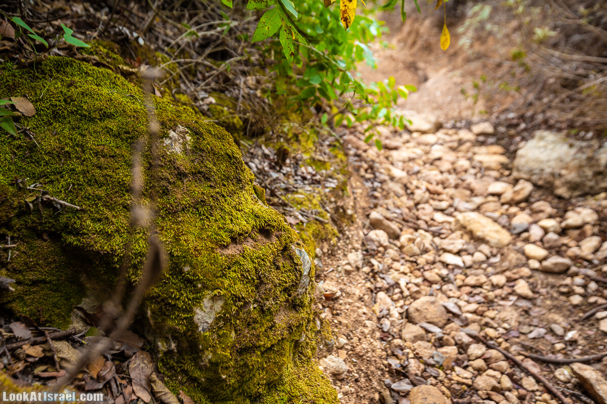Маршрут по ущельям Метра и Долев. Пещера Теумим (Близнецов ) | Nahal Meara and Dolev, Teumim Cave | נחל מערה ונחל דולב. מערת התאומים | LookAtIsrael.com - Фото путешествия по Израилю