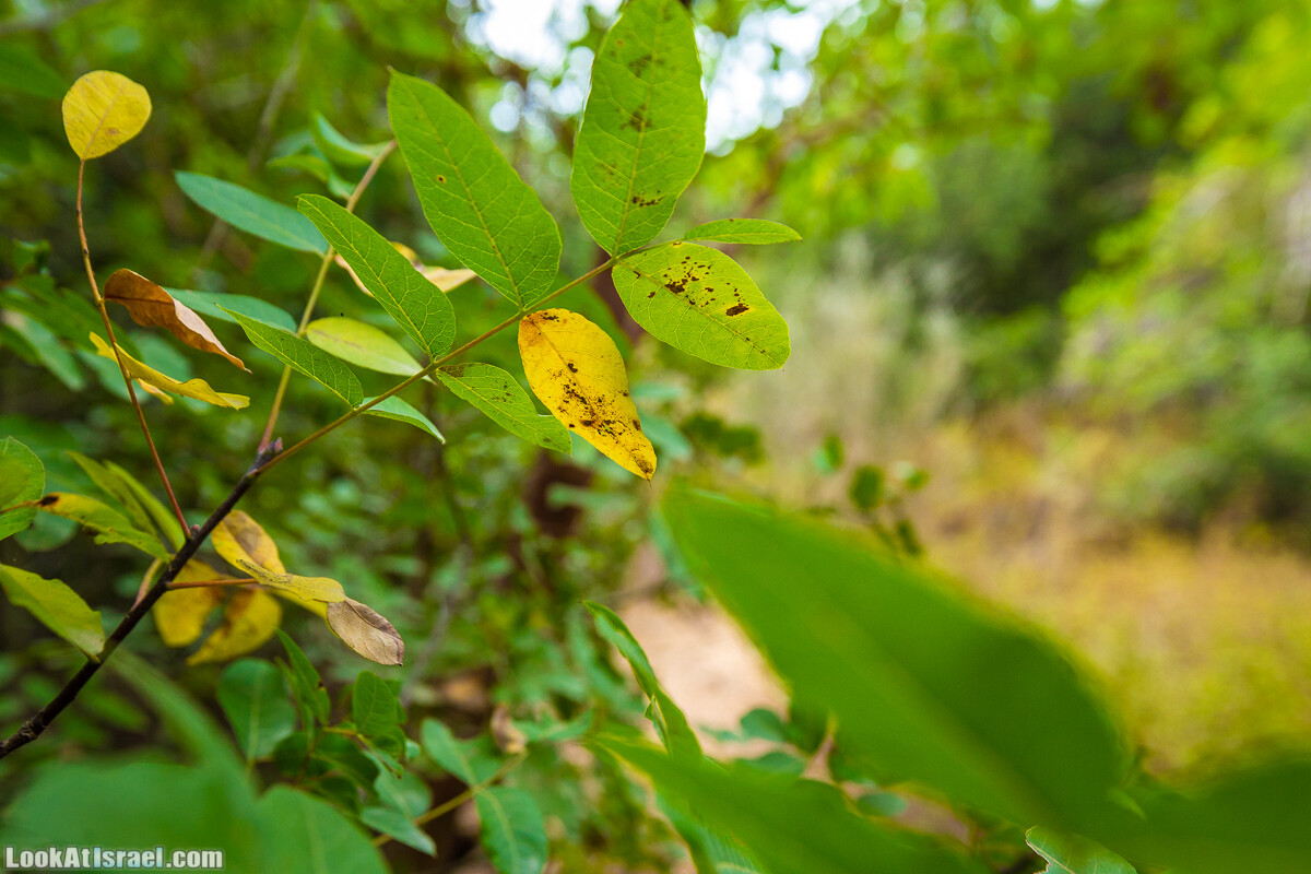 Маршрут по ущельям Метра и Долев. Пещера Теумим (Близнецов ) | Nahal Meara and Dolev, Teumim Cave | נחל מערה ונחל דולב. מערת התאומים | LookAtIsrael.com - Фото путешествия по Израилю