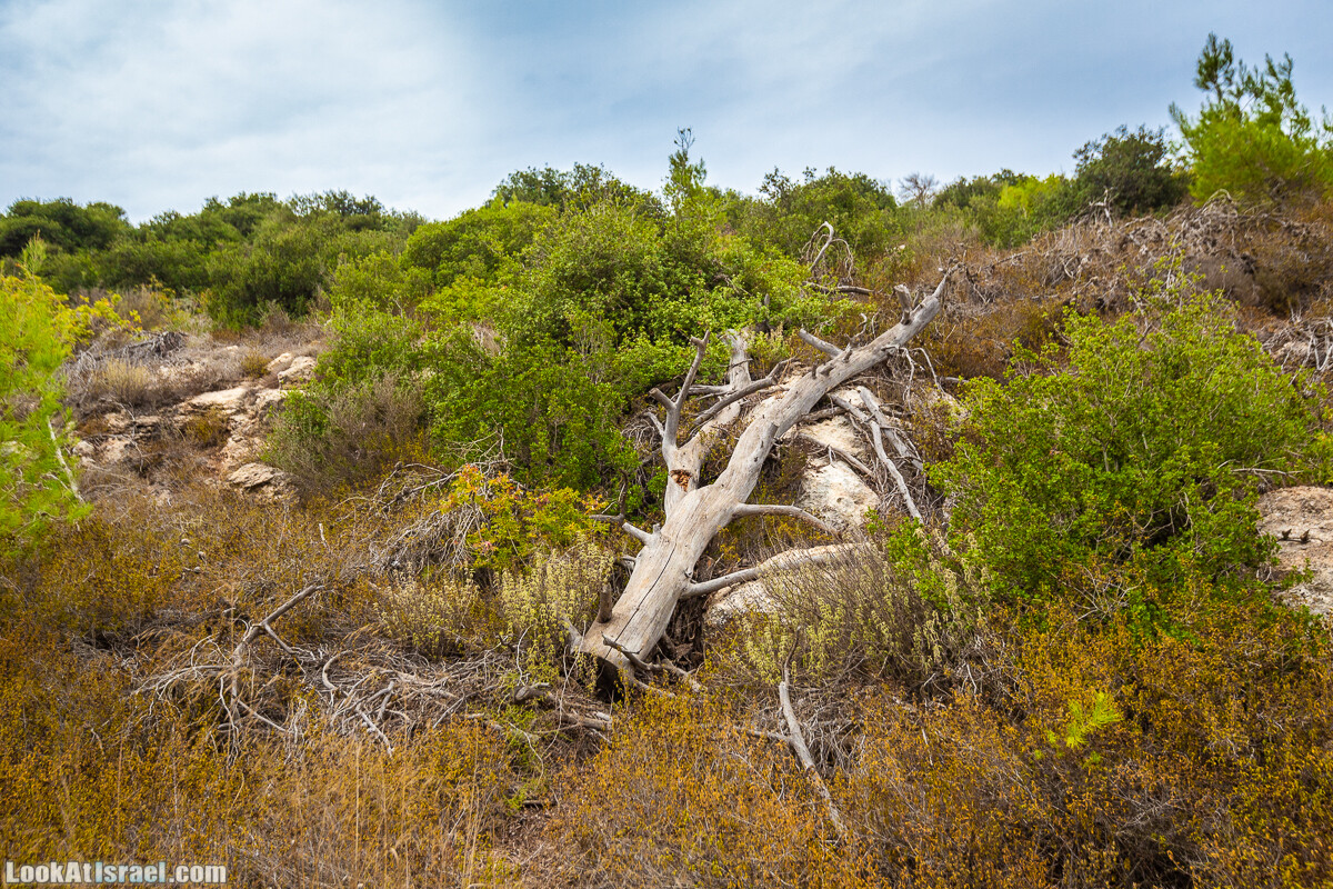 Маршрут по ущельям Метра и Долев. Пещера Теумим (Близнецов ) | Nahal Meara and Dolev, Teumim Cave | נחל מערה ונחל דולב. מערת התאומים | LookAtIsrael.com - Фото путешествия по Израилю