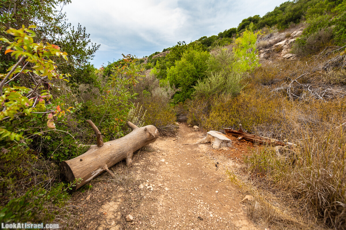 Маршрут по ущельям Метра и Долев. Пещера Теумим (Близнецов ) | Nahal Meara and Dolev, Teumim Cave | נחל מערה ונחל דולב. מערת התאומים | LookAtIsrael.com - Фото путешествия по Израилю