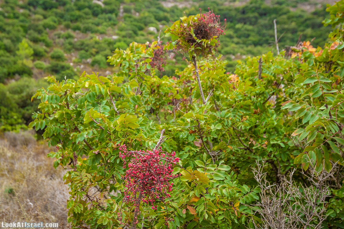 Маршрут по ущельям Метра и Долев. Пещера Теумим (Близнецов ) | Nahal Meara and Dolev, Teumim Cave | נחל מערה ונחל דולב. מערת התאומים | LookAtIsrael.com - Фото путешествия по Израилю