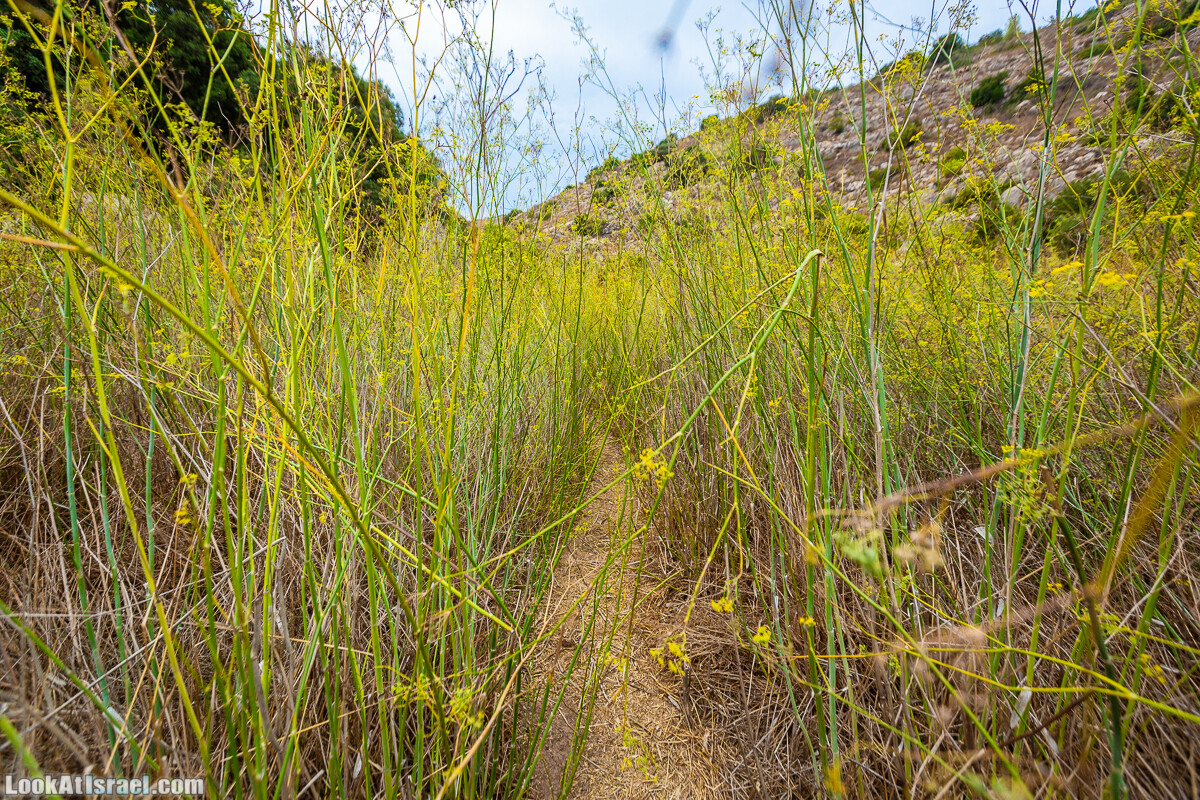 Маршрут по ущельям Метра и Долев. Пещера Теумим (Близнецов ) | Nahal Meara and Dolev, Teumim Cave | נחל מערה ונחל דולב. מערת התאומים | LookAtIsrael.com - Фото путешествия по Израилю