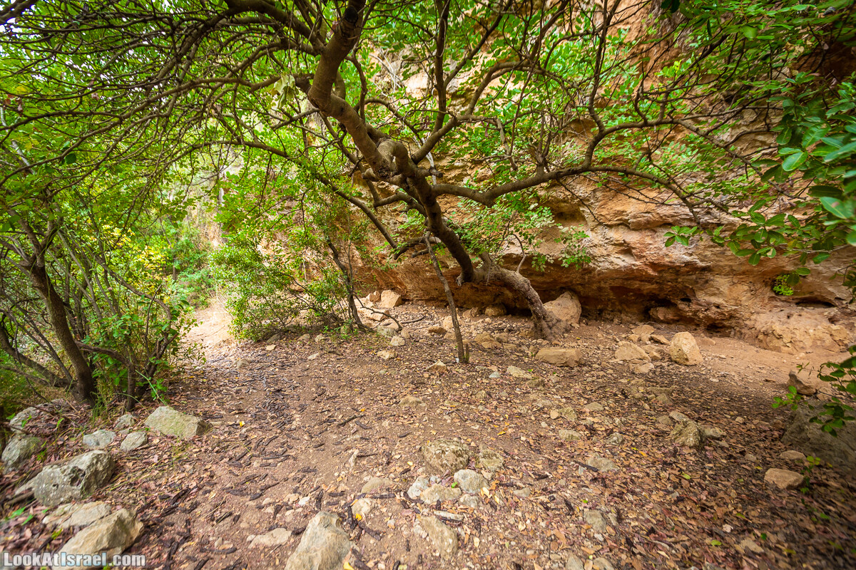 Маршрут по ущельям Метра и Долев. Пещера Теумим (Близнецов ) | Nahal Meara and Dolev, Teumim Cave | נחל מערה ונחל דולב. מערת התאומים | LookAtIsrael.com - Фото путешествия по Израилю