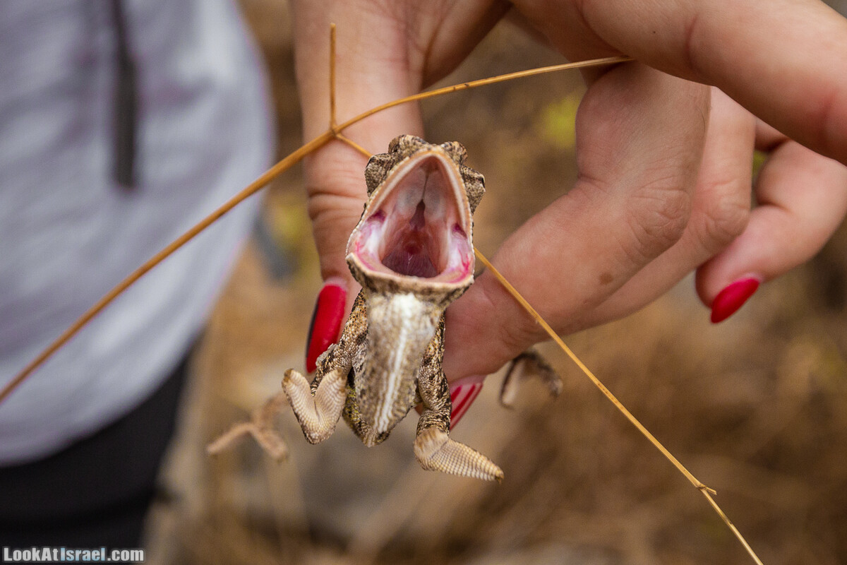 Маршрут по ущельям Метра и Долев. Пещера Теумим (Близнецов ) | Nahal Meara and Dolev, Teumim Cave | נחל מערה ונחל דולב. מערת התאומים | LookAtIsrael.com - Фото путешествия по Израилю