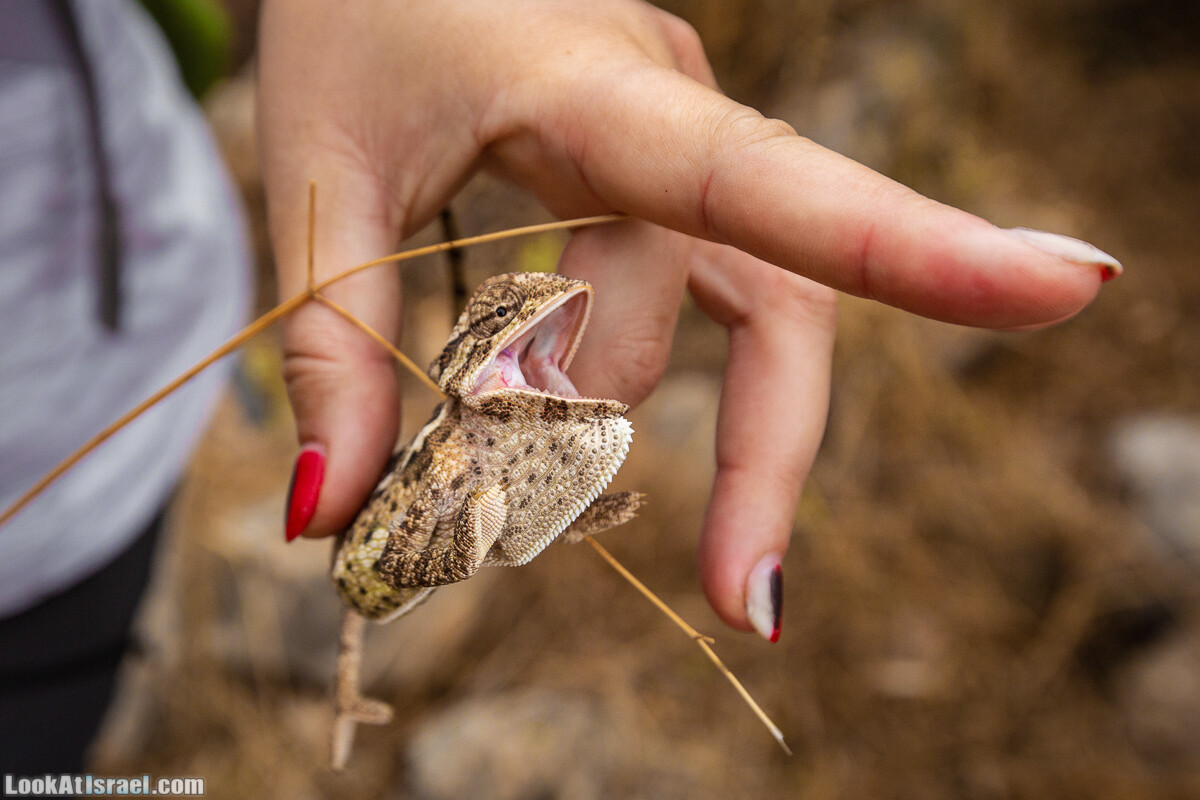 Маршрут по ущельям Метра и Долев. Пещера Теумим (Близнецов ) | Nahal Meara and Dolev, Teumim Cave | נחל מערה ונחל דולב. מערת התאומים | LookAtIsrael.com - Фото путешествия по Израилю