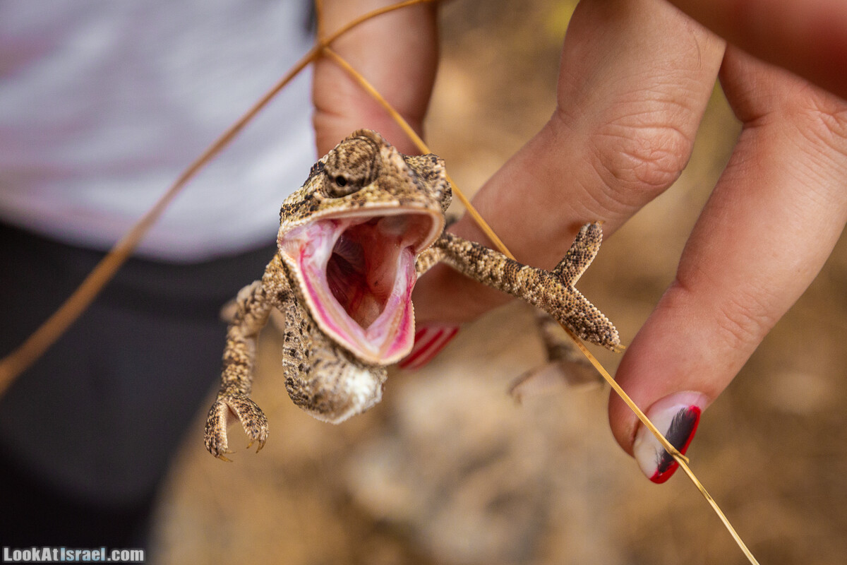 Маршрут по ущельям Метра и Долев. Пещера Теумим (Близнецов ) | Nahal Meara and Dolev, Teumim Cave | נחל מערה ונחל דולב. מערת התאומים | LookAtIsrael.com - Фото путешествия по Израилю