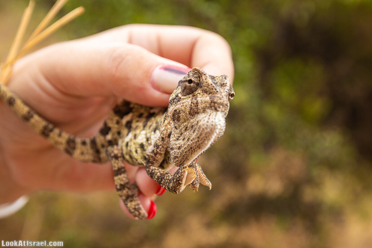 Маршрут по ущельям Метра и Долев. Пещера Теумим (Близнецов ) | Nahal Meara and Dolev, Teumim Cave | נחל מערה ונחל דולב. מערת התאומים | LookAtIsrael.com - Фото путешествия по Израилю