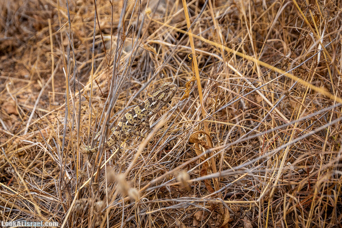 Маршрут по ущельям Метра и Долев. Пещера Теумим (Близнецов ) | Nahal Meara and Dolev, Teumim Cave | נחל מערה ונחל דולב. מערת התאומים | LookAtIsrael.com - Фото путешествия по Израилю