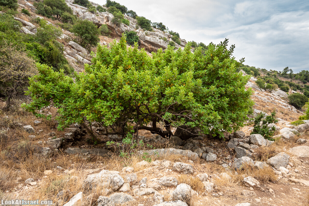 Маршрут по ущельям Метра и Долев. Пещера Теумим (Близнецов ) | Nahal Meara and Dolev, Teumim Cave | נחל מערה ונחל דולב. מערת התאומים | LookAtIsrael.com - Фото путешествия по Израилю