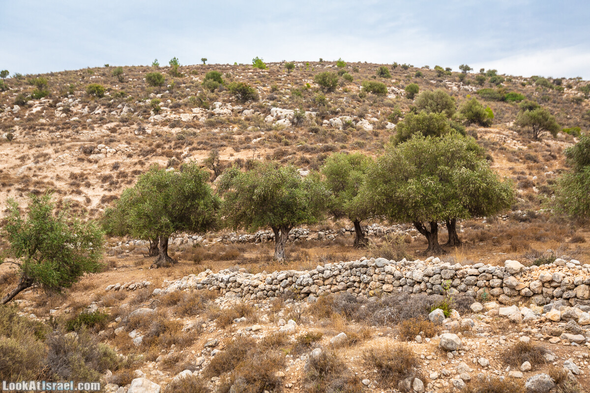 Маршрут по ущельям Метра и Долев. Пещера Теумим (Близнецов ) | Nahal Meara and Dolev, Teumim Cave | נחל מערה ונחל דולב. מערת התאומים | LookAtIsrael.com - Фото путешествия по Израилю