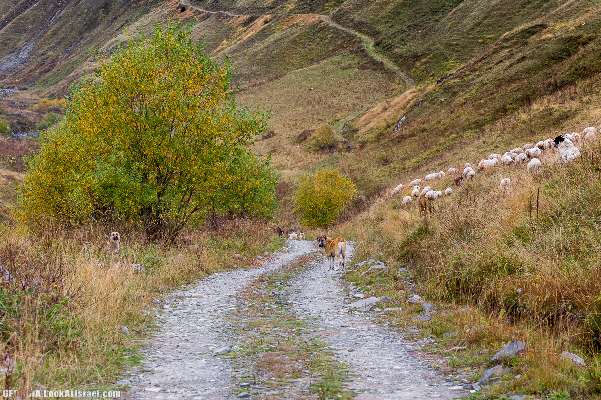 Путешествие на джипе по Грузии. Ущелья Хада, Трусо и Казбеги | LookAtIsrael.com - Фото путешествия по Израилю