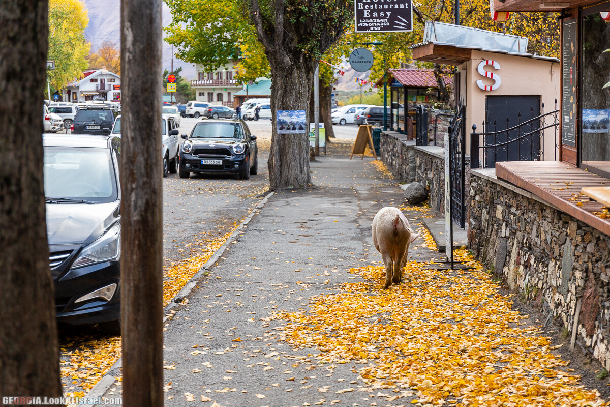 Путешествие на джипе по Грузии. Ущелья Хада, Трусо и Казбеги | LookAtIsrael.com - Фото путешествия по Израилю