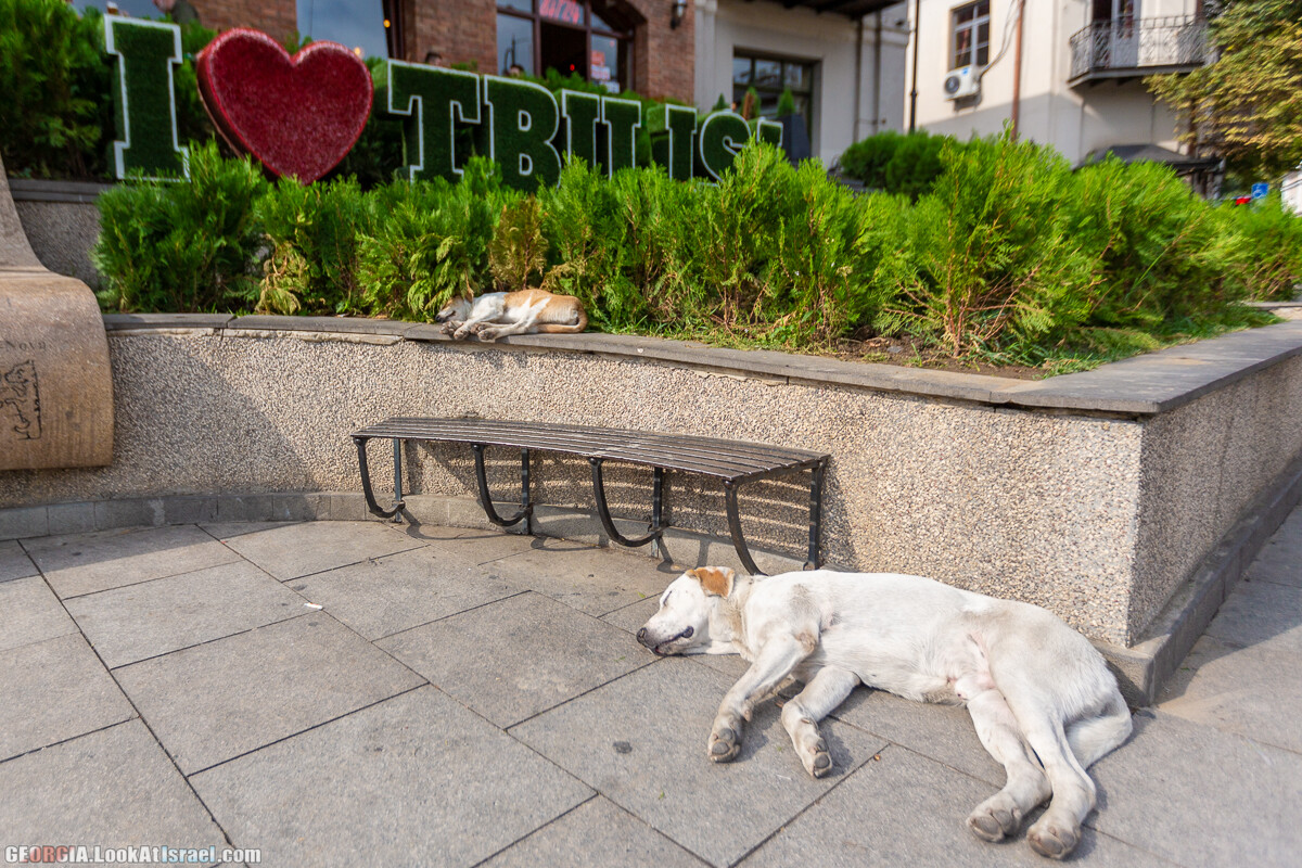 Тбилиси - город собак | LookAtIsrael.com - Фото путешествия по Израилю