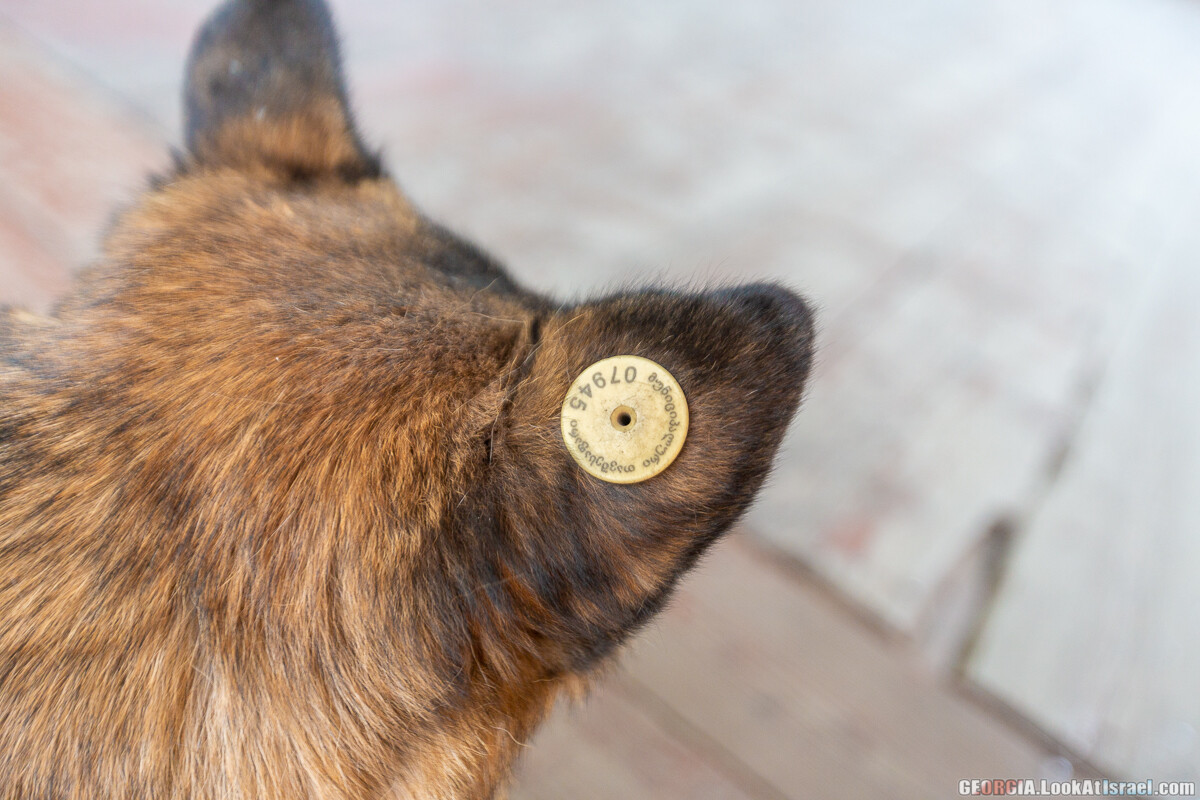 Тбилиси - город собак | LookAtIsrael.com - Фото путешествия по Израилю