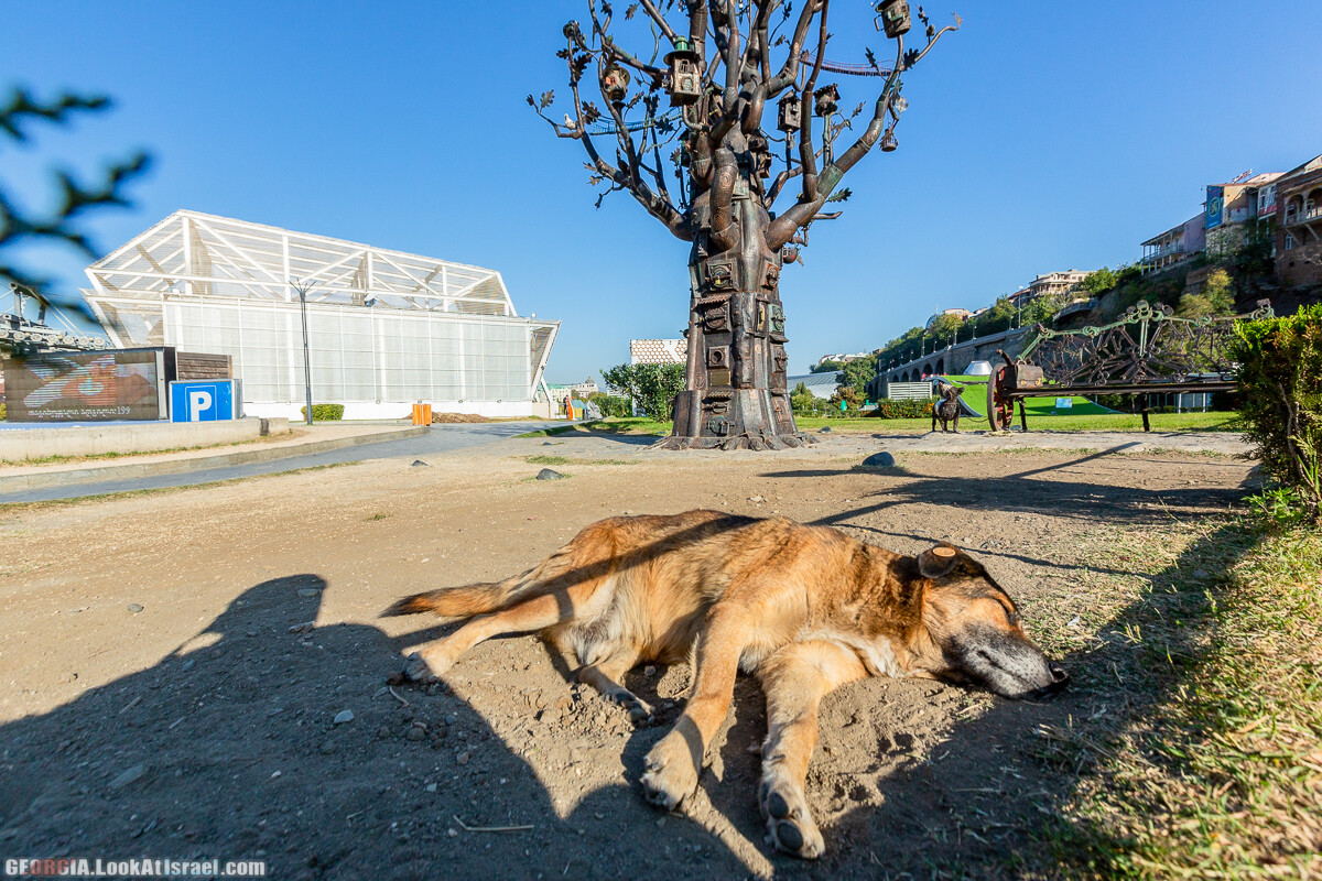 Тбилиси - город собак | LookAtIsrael.com - Фото путешествия по Израилю