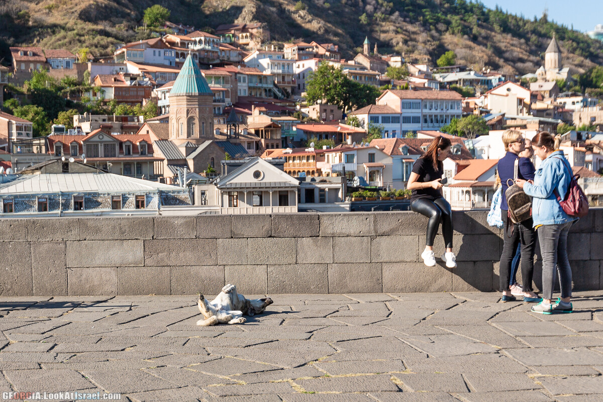 Тбилиси - город собак | LookAtIsrael.com - Фото путешествия по Израилю