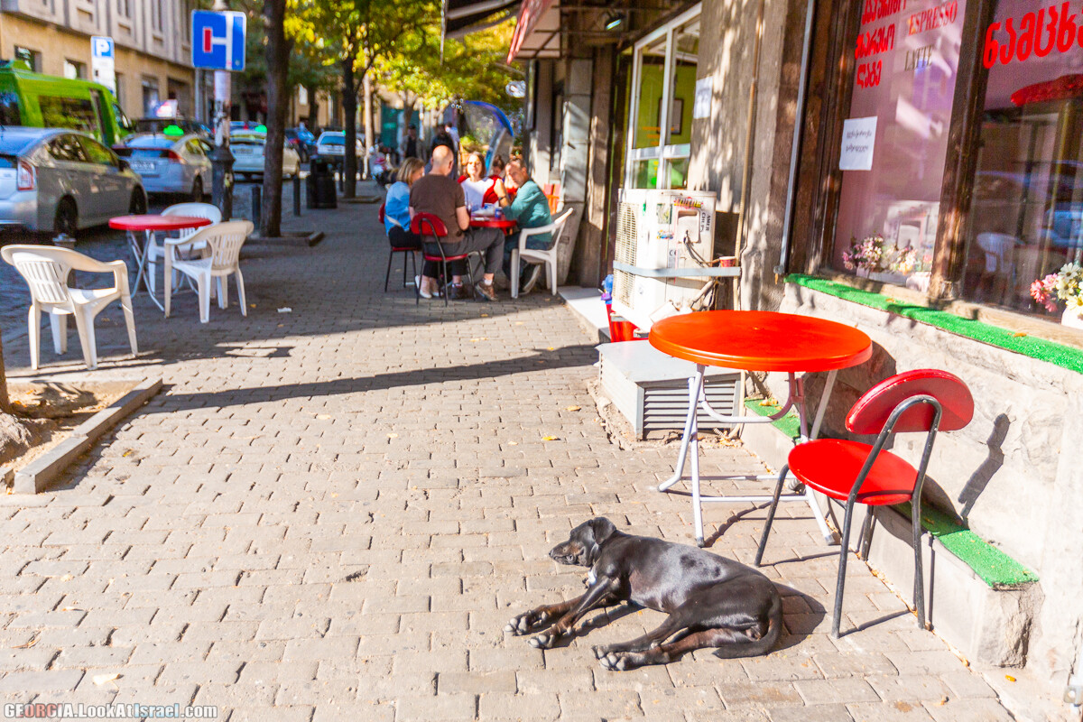 Тбилиси - город собак | LookAtIsrael.com - Фото путешествия по Израилю