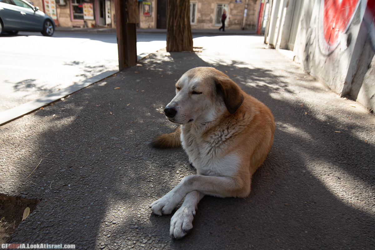 Тбилиси - город собак | LookAtIsrael.com - Фото путешествия по Израилю
