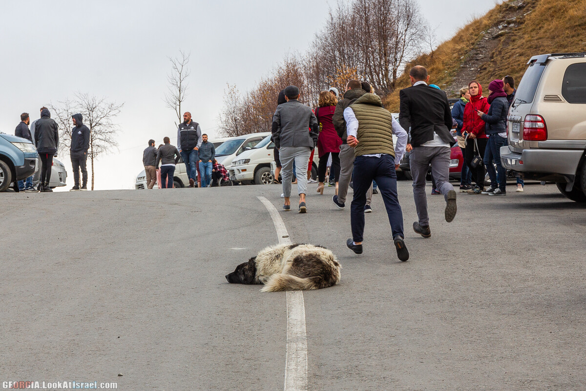 Тбилиси - город собак | LookAtIsrael.com - Фото путешествия по Израилю