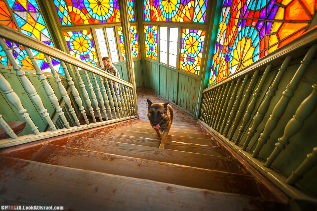 Тбилиси - город собак | LookAtIsrael.com - Фото путешествия по Израилю