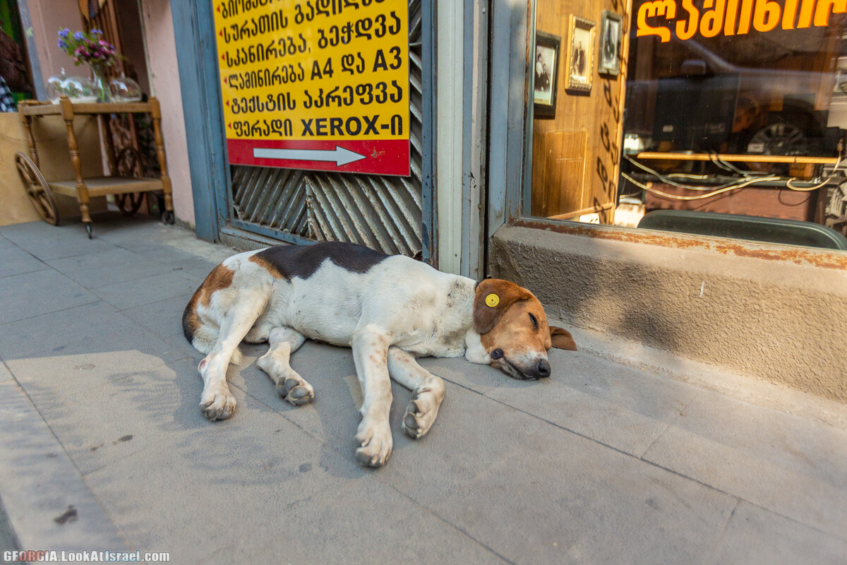 Тбилиси - город собак | LookAtIsrael.com - Фото путешествия по Израилю