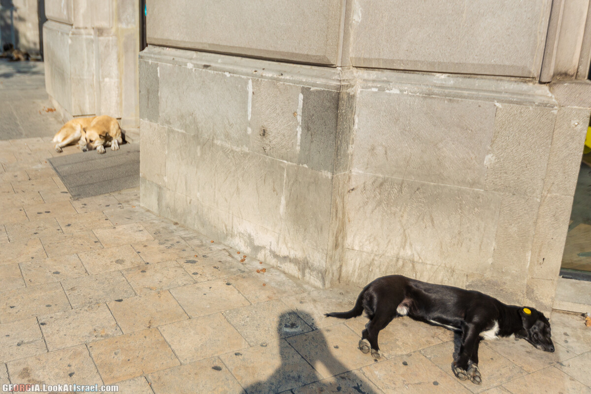 Тбилиси - город собак | LookAtIsrael.com - Фото путешествия по Израилю