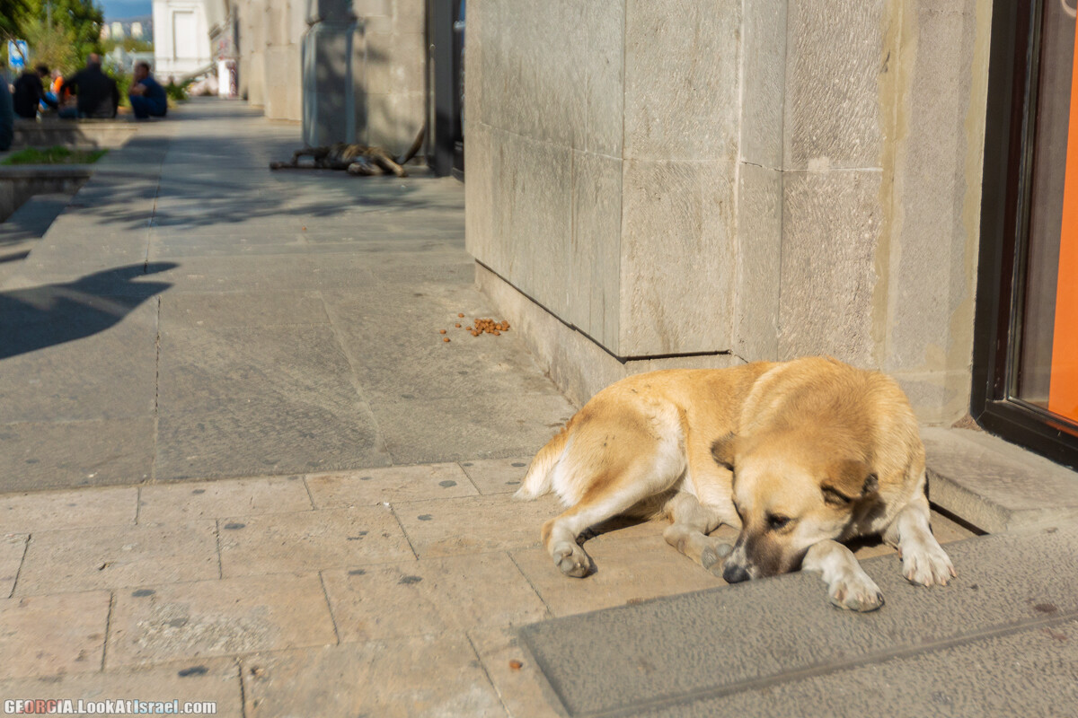 Тбилиси - город собак | LookAtIsrael.com - Фото путешествия по Израилю