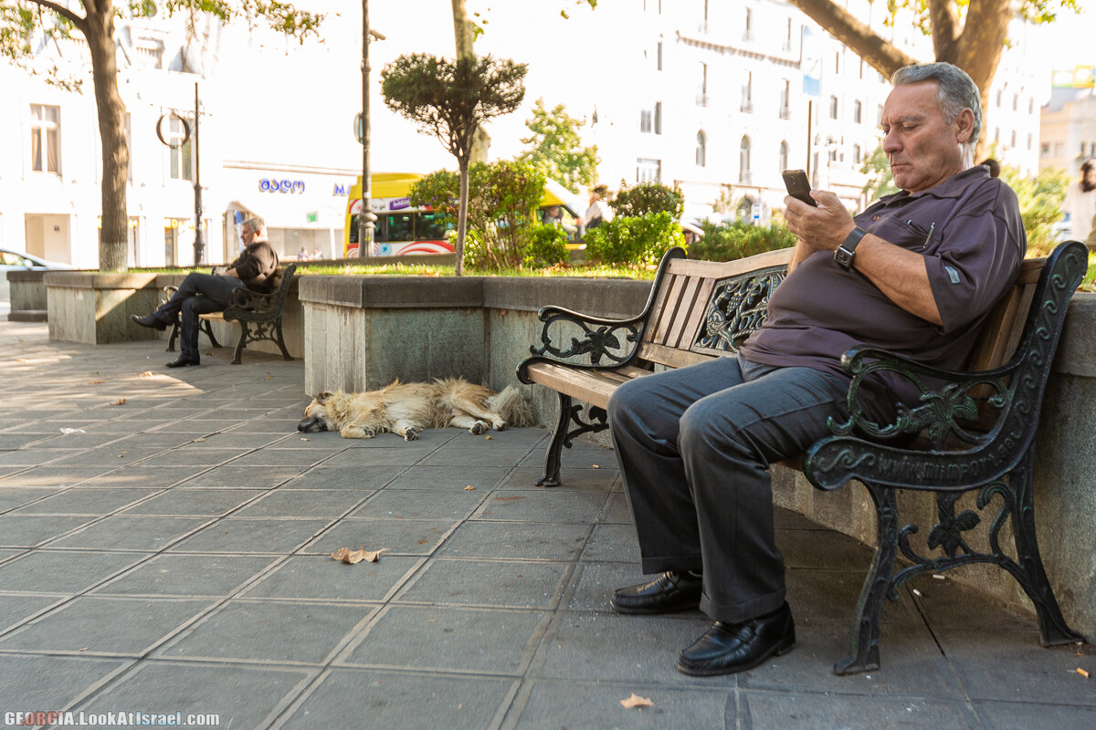 Тбилиси - город собак | LookAtIsrael.com - Фото путешествия по Израилю
