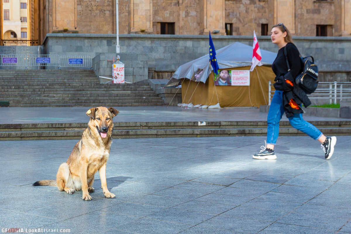Тбилиси - город собак | LookAtIsrael.com - Фото путешествия по Израилю