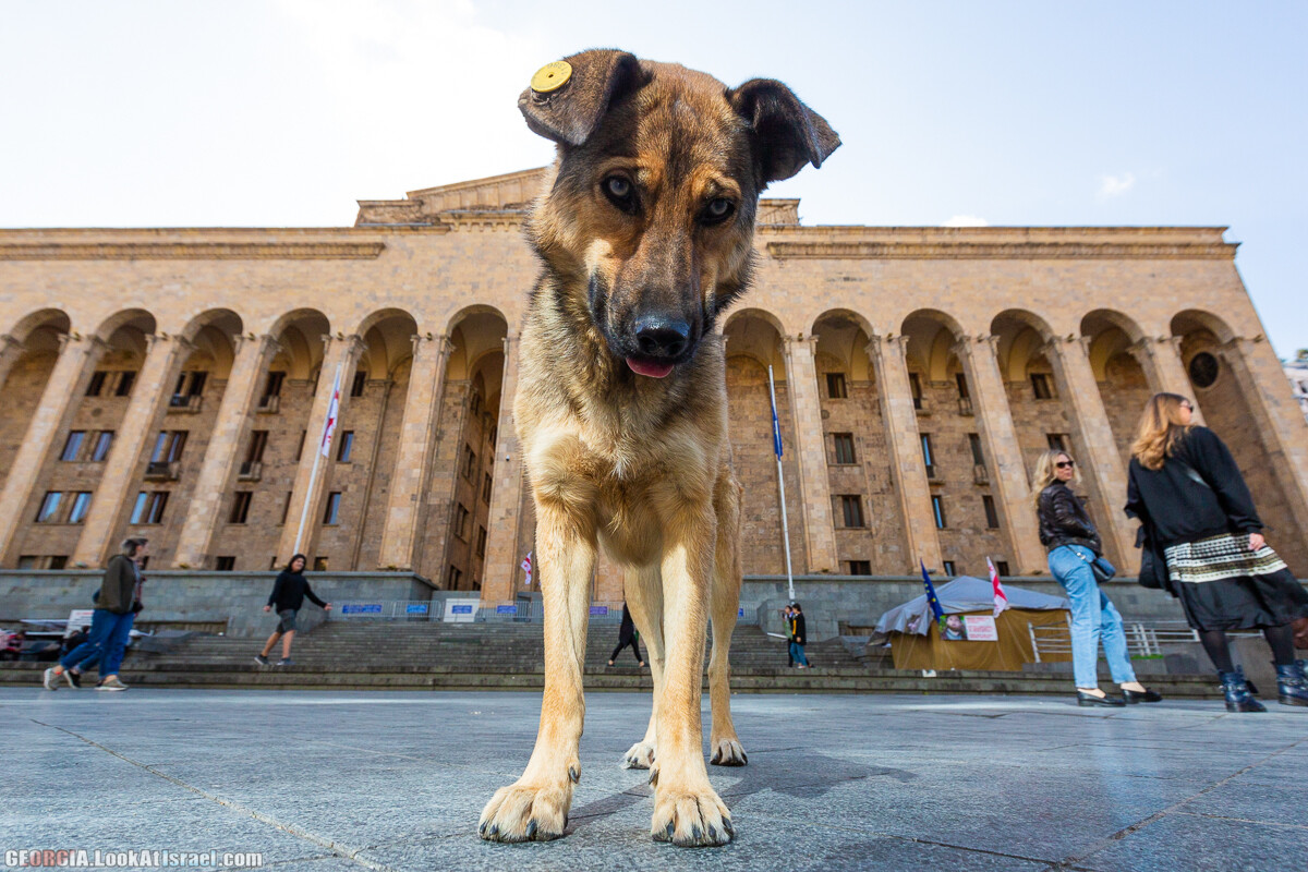 Тбилиси - город собак | LookAtIsrael.com - Фото путешествия по Израилю