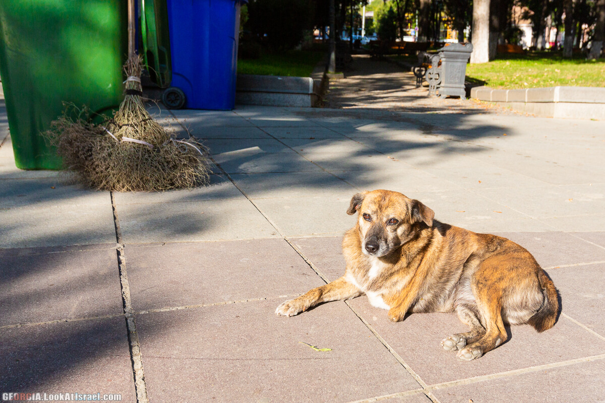 Тбилиси - город собак | LookAtIsrael.com - Фото путешествия по Израилю