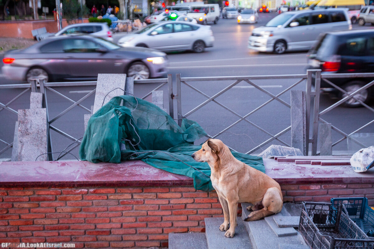 Тбилиси - город собак | LookAtIsrael.com - Фото путешествия по Израилю