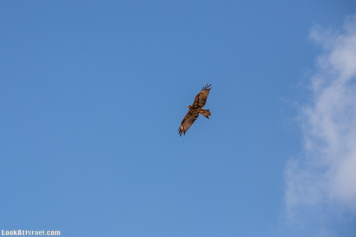 По холмам судьбы и долинам пустыни | גבעות גורל | LookAtIsrael.com - Фото путешествия по Израилю