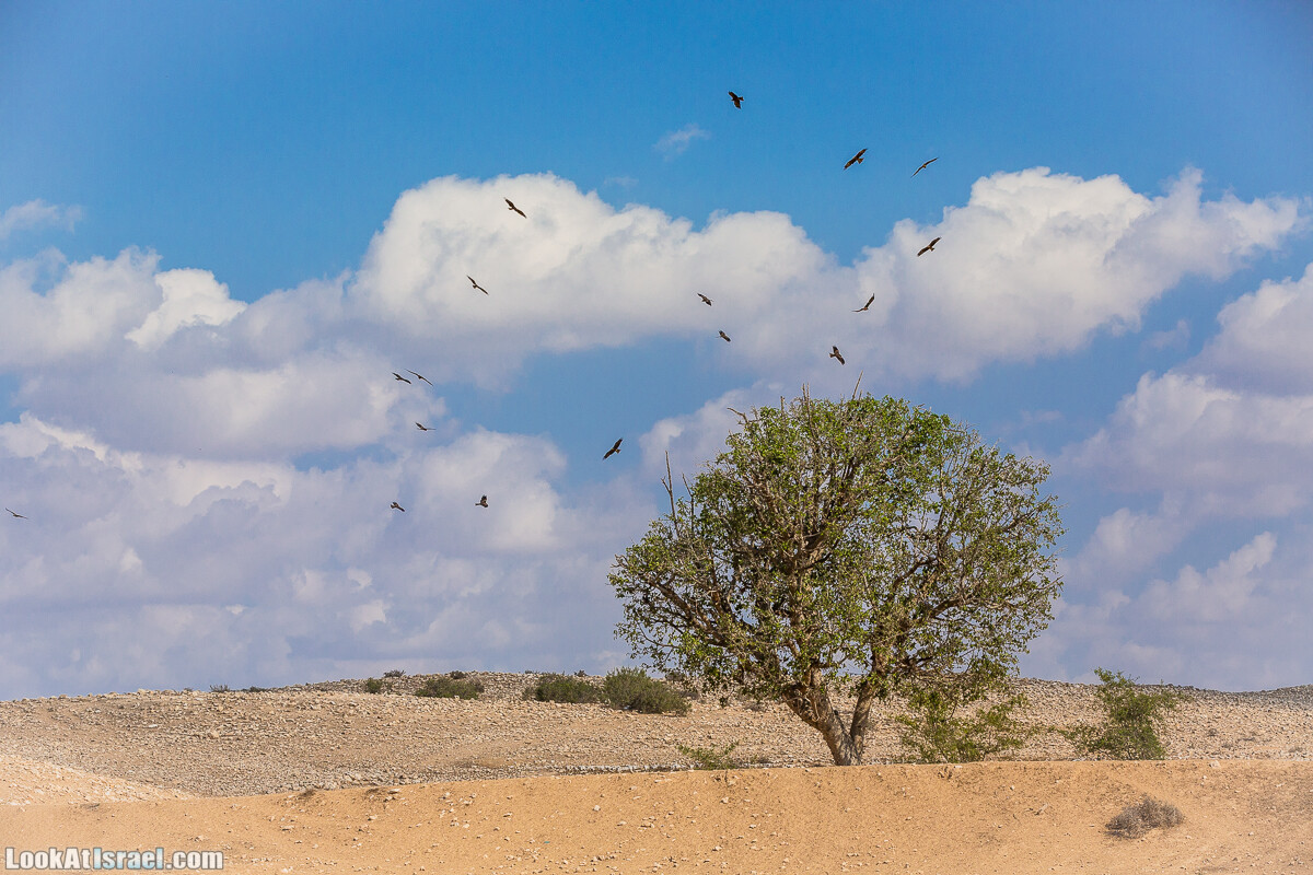 По холмам судьбы и долинам пустыни | גבעות גורל | LookAtIsrael.com - Фото путешествия по Израилю