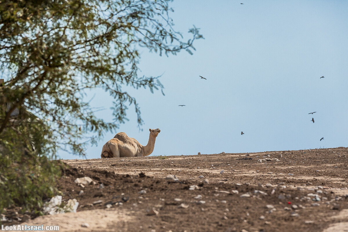 По холмам судьбы и долинам пустыни | גבעות גורל | LookAtIsrael.com - Фото путешествия по Израилю