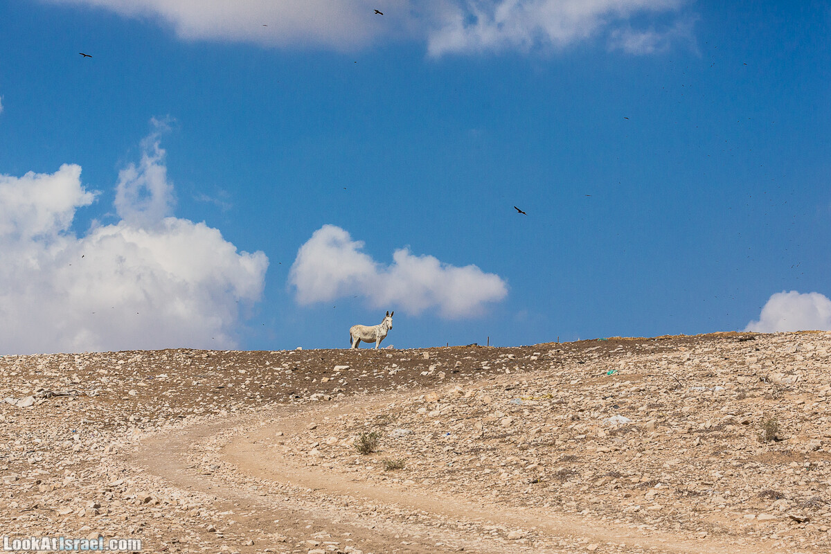 По холмам судьбы и долинам пустыни | גבעות גורל | LookAtIsrael.com - Фото путешествия по Израилю