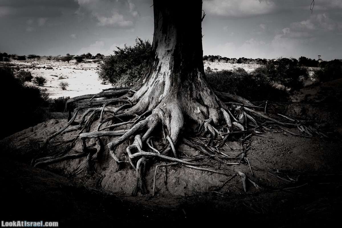 По холмам судьбы и долинам пустыни | גבעות גורל | LookAtIsrael.com - Фото путешествия по Израилю