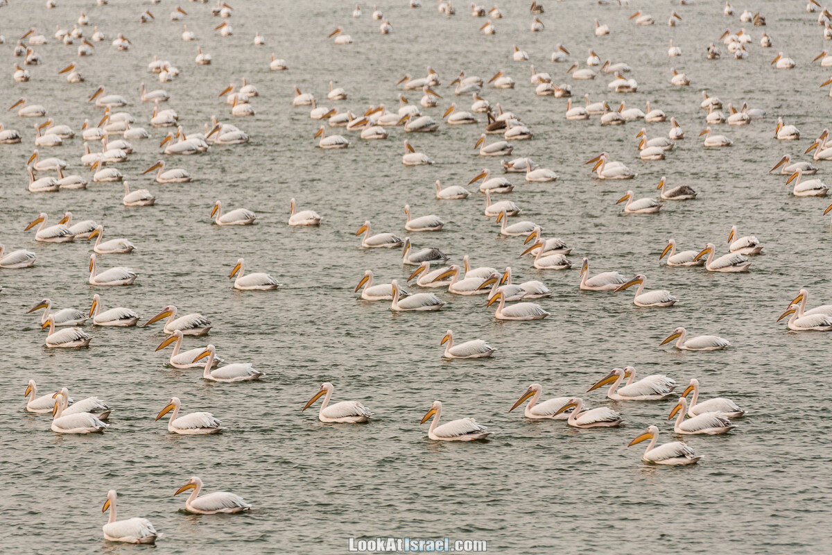 Царство пеликанов в центре Израиля