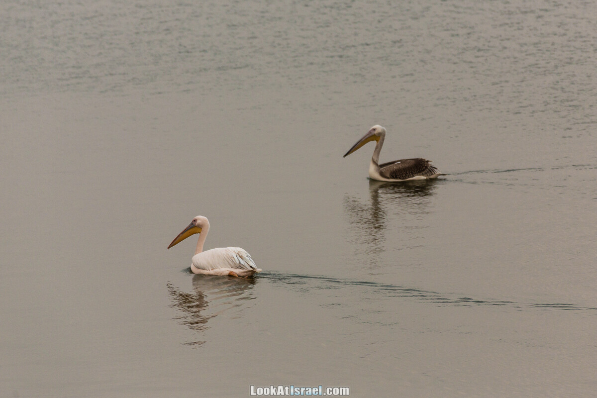 Станция наблюдения Викар за пеликанами на озере в долине Хефер | Vikar birds watching | מצפור ויקר | LookAtIsrael.com - Фото путешествия по Израилю