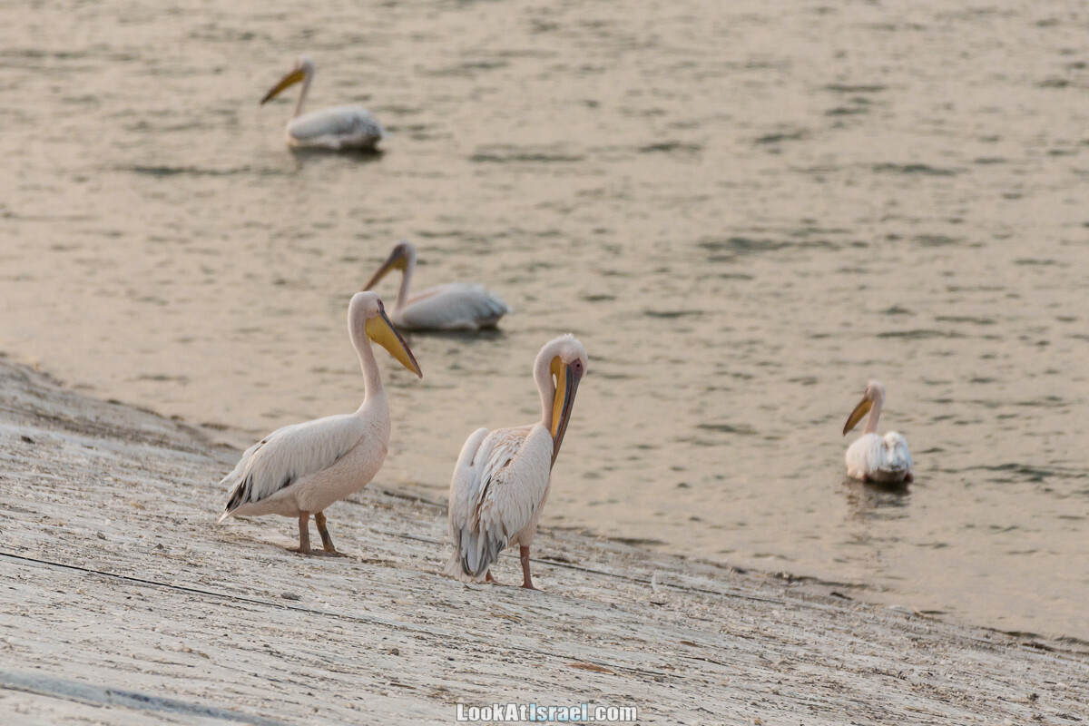 Станция наблюдения Викар за пеликанами на озере в долине Хефер | Vikar birds watching | מצפור ויקר | LookAtIsrael.com - Фото путешествия по Израилю