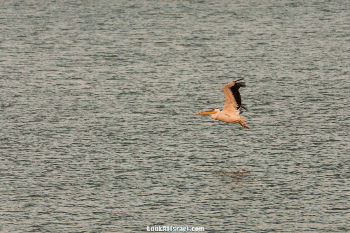 Станция наблюдения Викар за пеликанами на озере в долине Хефер | Vikar birds watching | מצפור ויקר | LookAtIsrael.com - Фото путешествия по Израилю