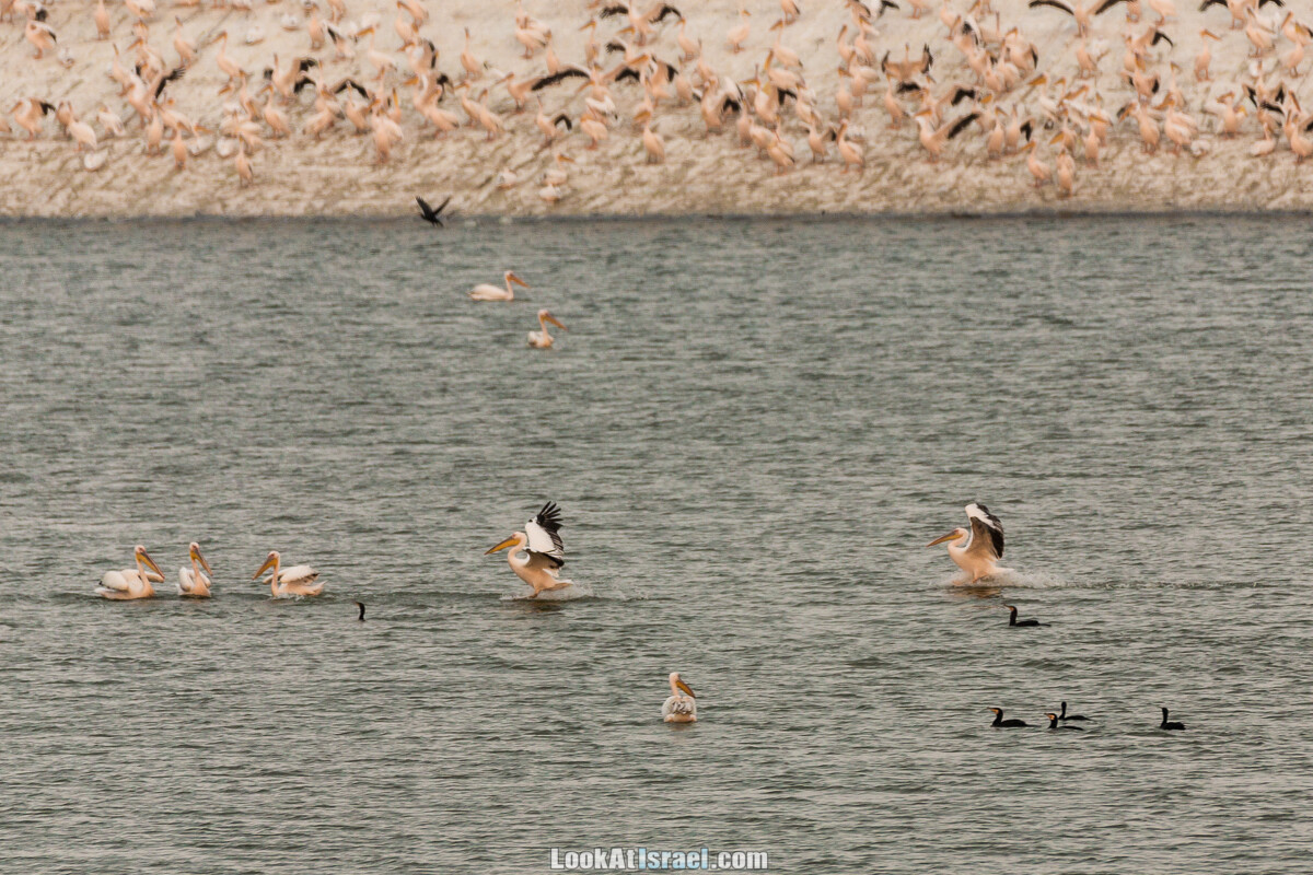 Станция наблюдения Викар за пеликанами на озере в долине Хефер | Vikar birds watching | מצפור ויקר | LookAtIsrael.com - Фото путешествия по Израилю